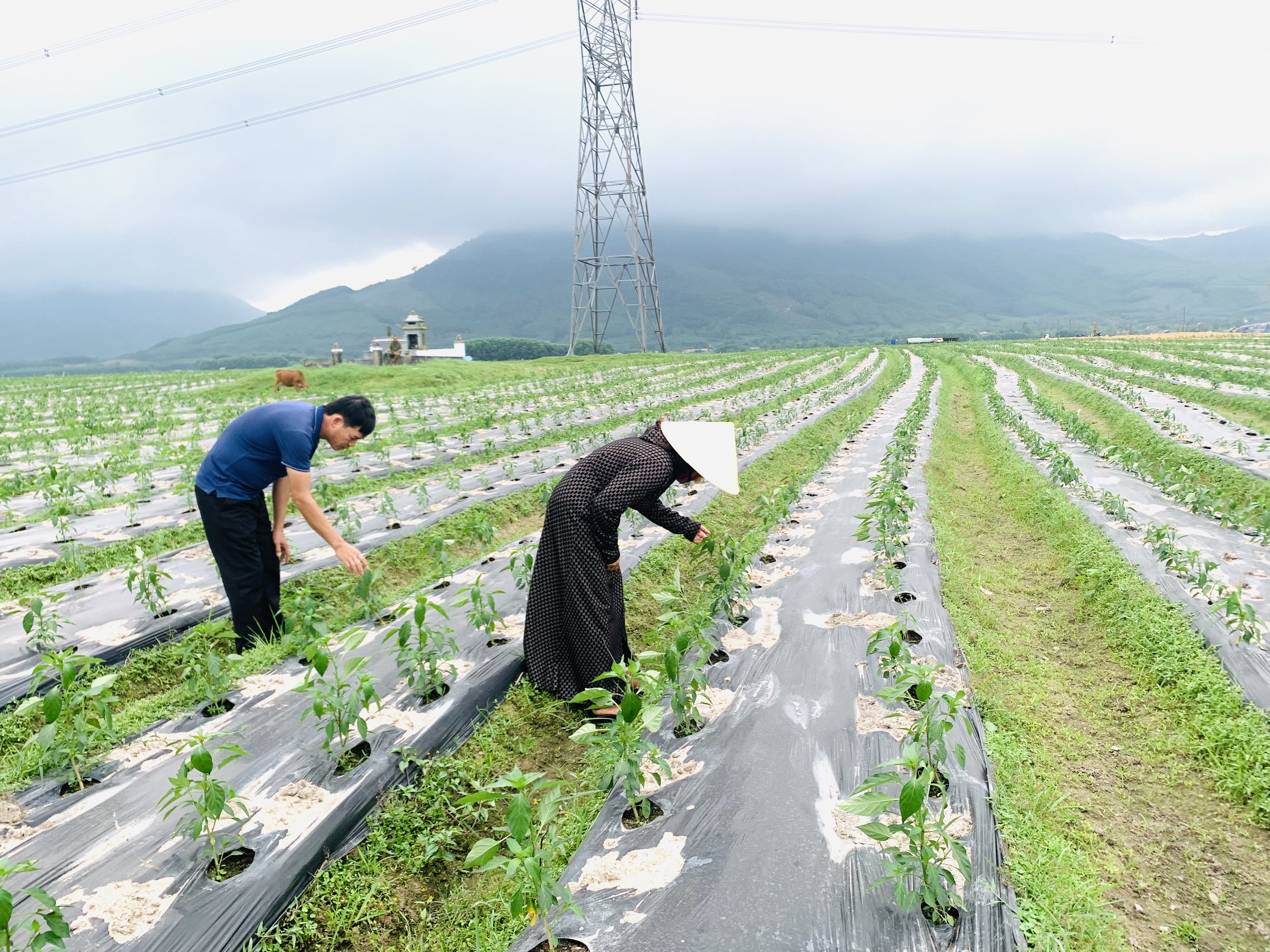 Nông dân Kỳ Văn tập trung gieo trồng, “khép” thời vụ cây trồng cạn vụ xuân